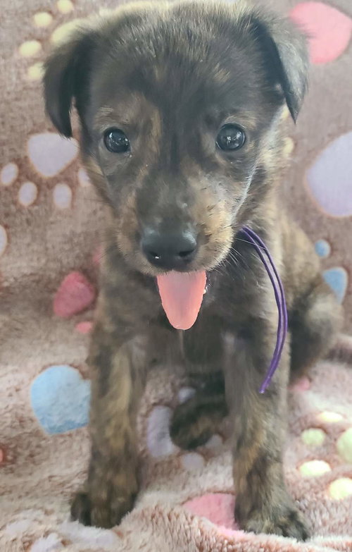 Aero, an adoptable Plott Hound in Cary, NC