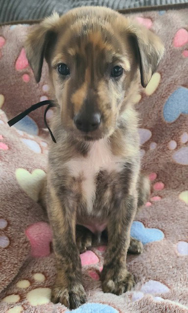Andes, an adoptable Plott Hound in Cary, NC