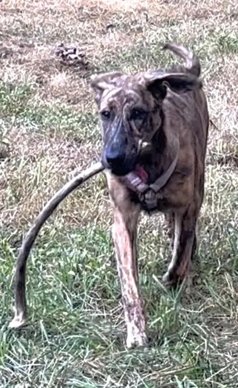 Alaska - Plott Hound