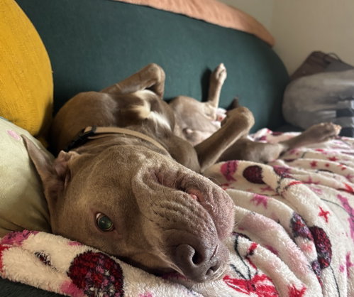 Baloo photo 3