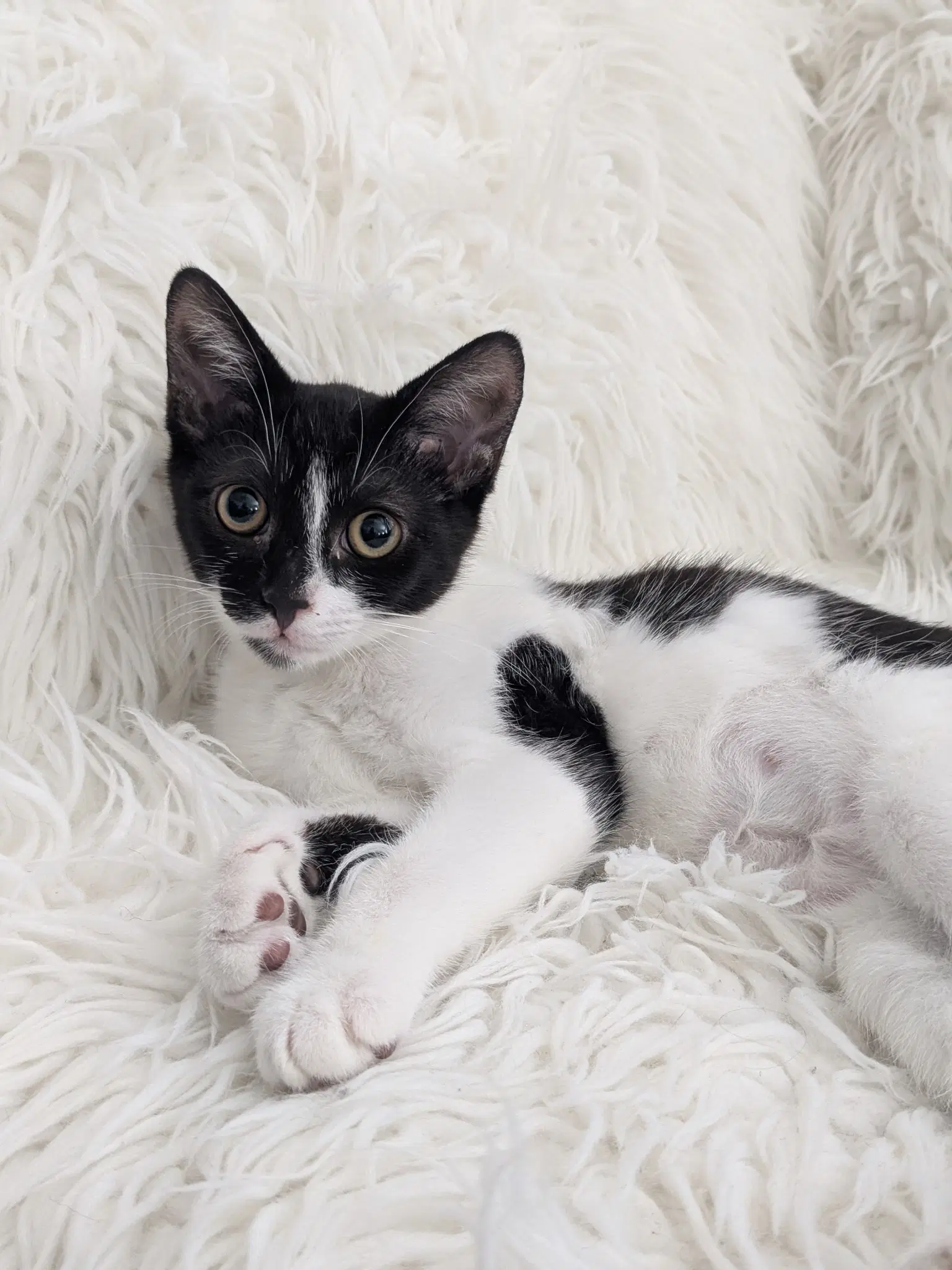 Siren - Domestic Short Hair