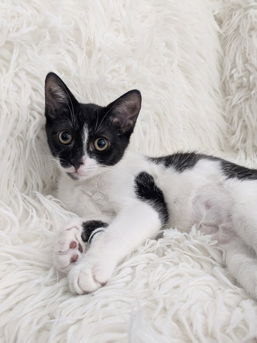 picture of the cat needing adoption