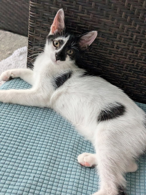 P DOT - Domestic Short Hair available for adoption