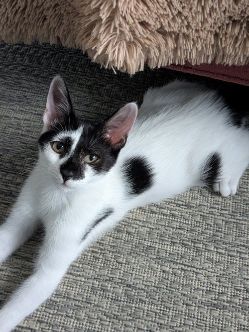 P DOT - Domestic Short Hair available for adoption