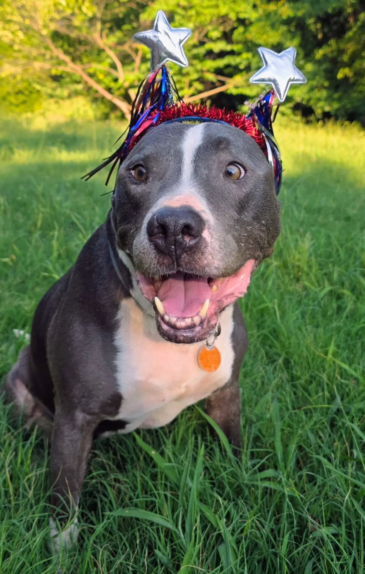 Bruno image 4