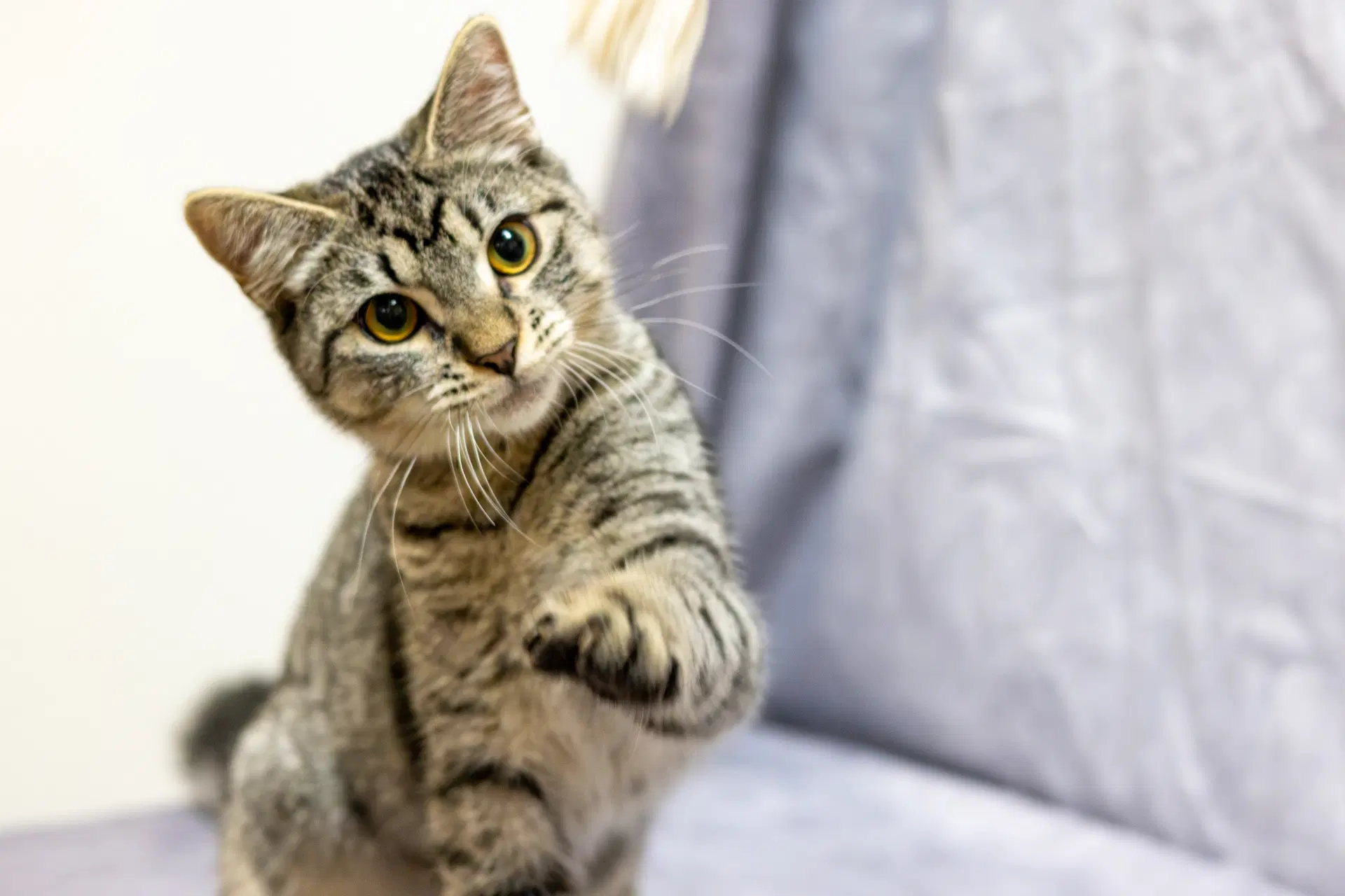 Jarvy - Domestic Short Hair