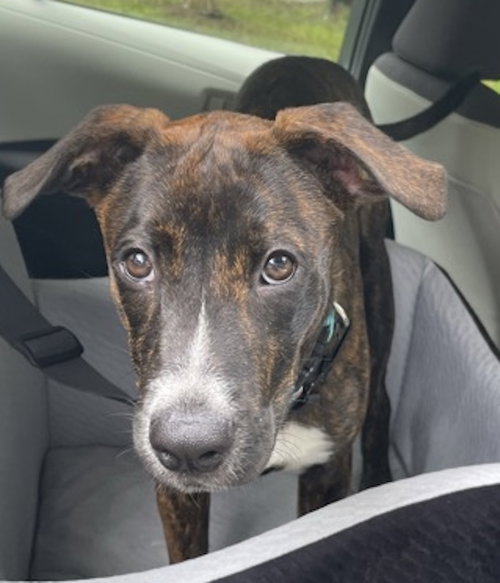 picture of the dog needing adoption