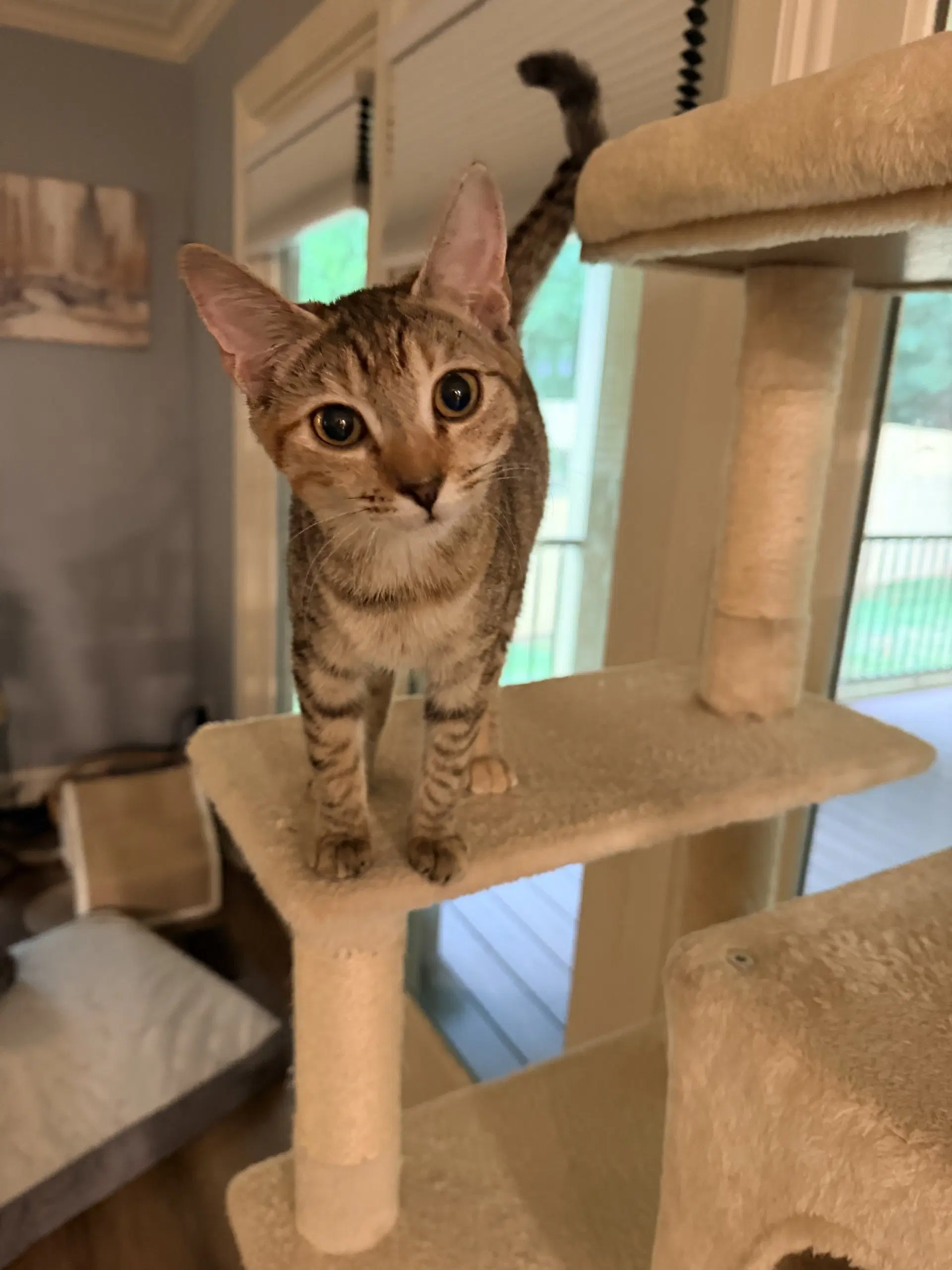 Emmy - Domestic Short Hair