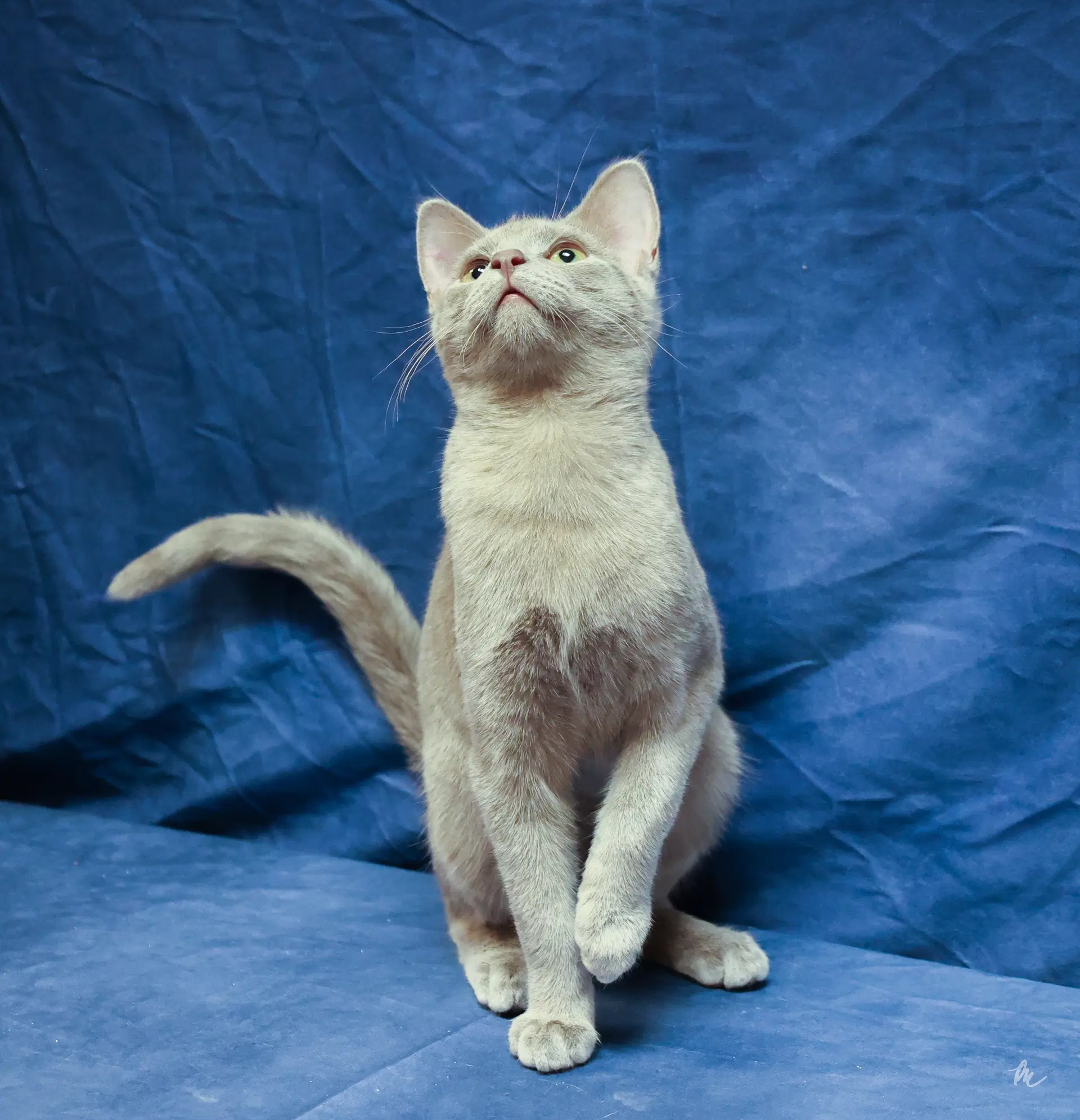 Winston - Domestic Short Hair