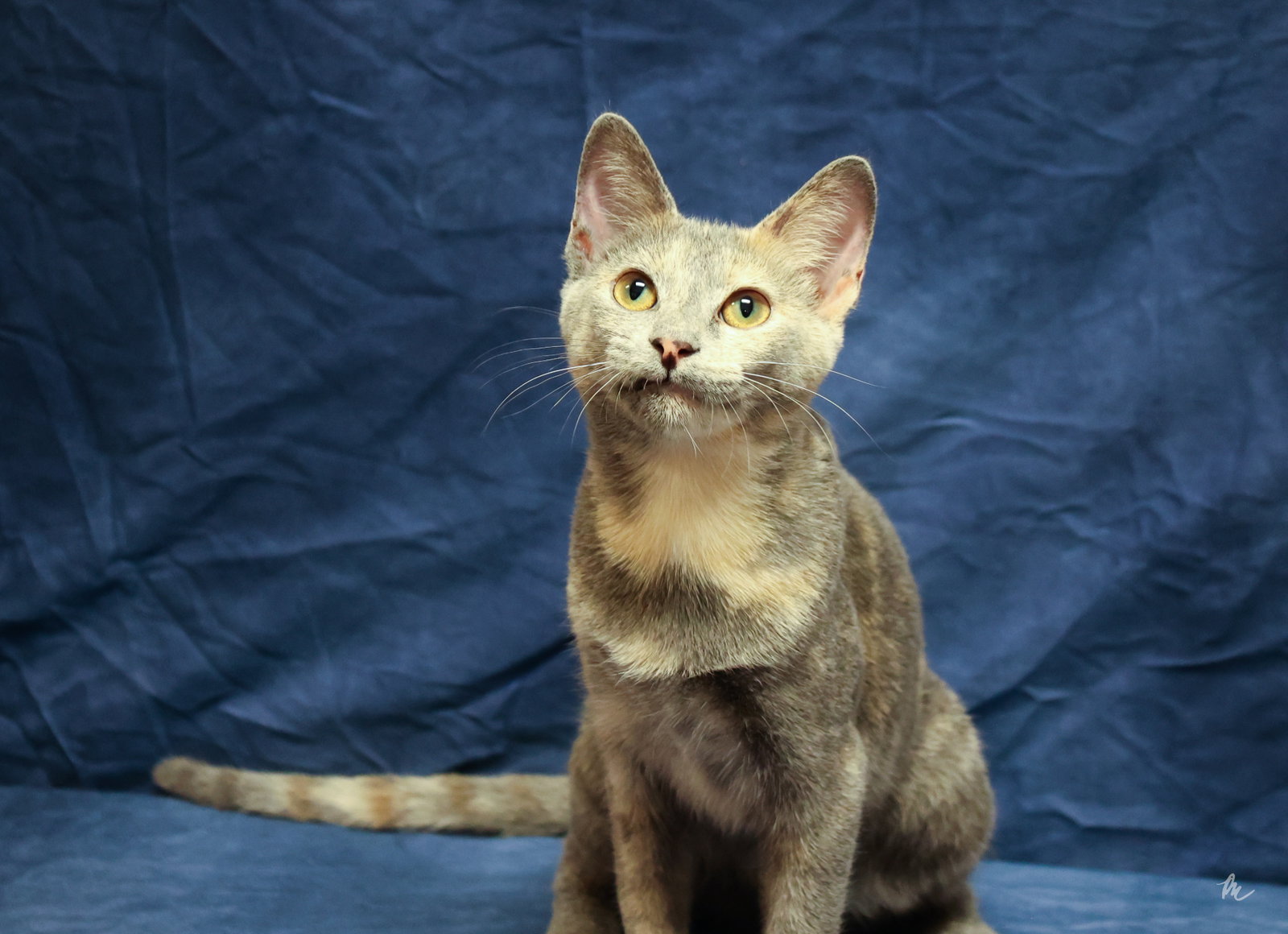 Bussi, Domestic Short Hair
