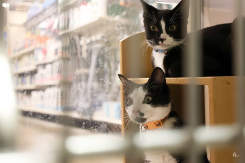 Garbonzo, a cat for adoption from Best Friend Pet Adoption
