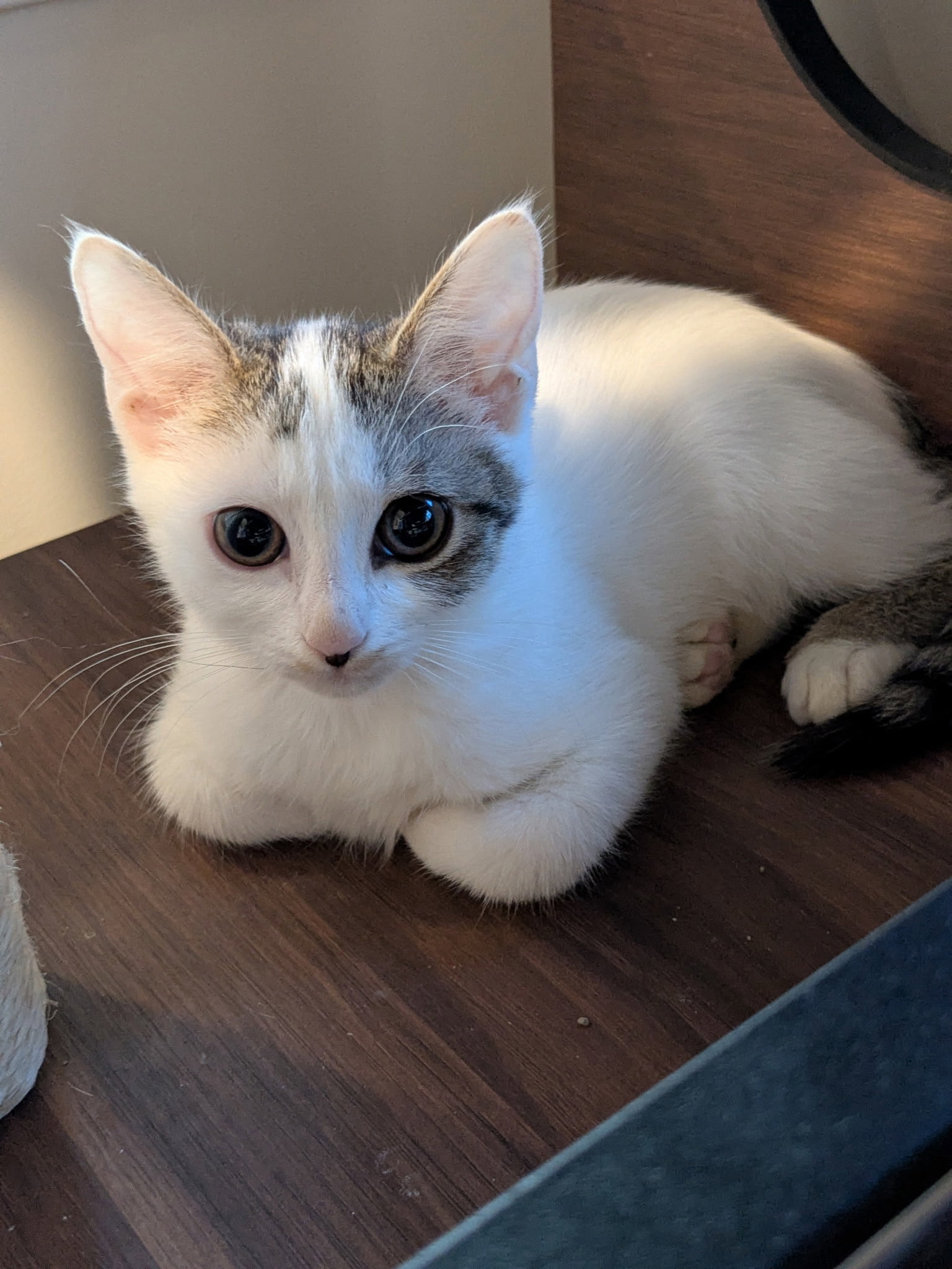 Paisley