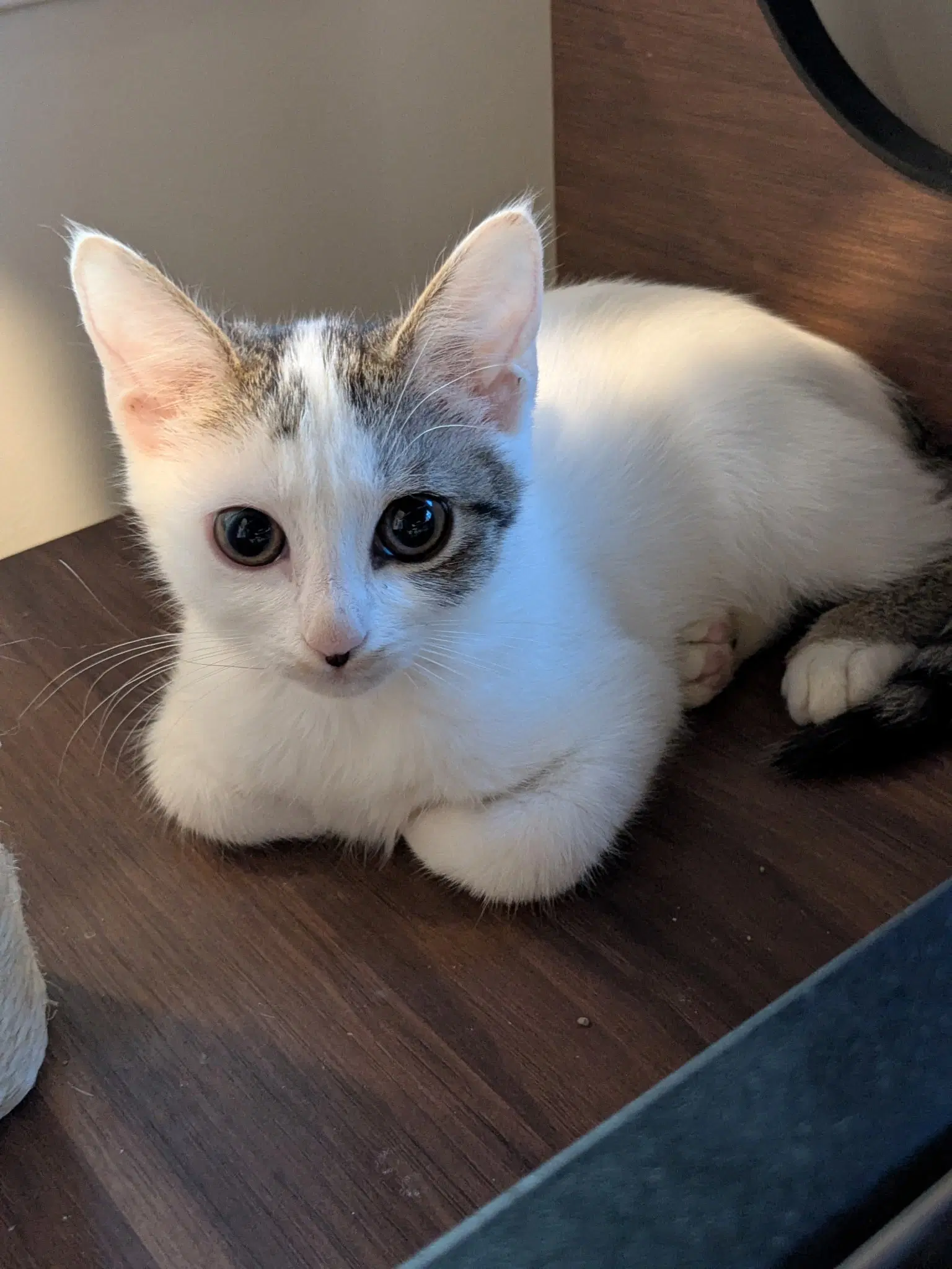Paisley - Domestic Short Hair
