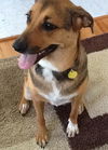 Sadie--ADOPTED