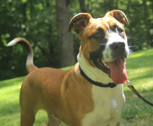 Paxton--ADOPTED