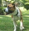 Paxton--ADOPTED