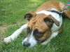 Paxton--ADOPTED