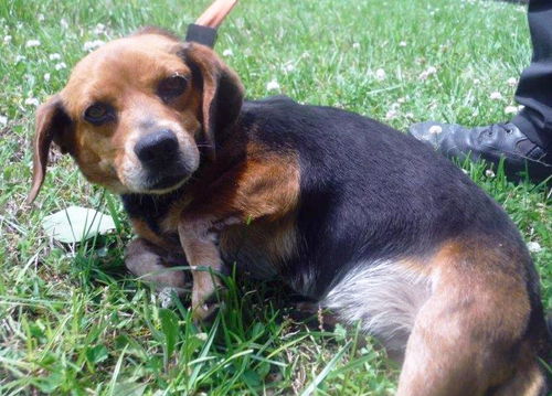 Peaches--ADOPTED
