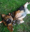 Peaches--ADOPTED