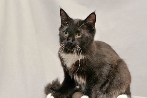 Sander--ADOPTED