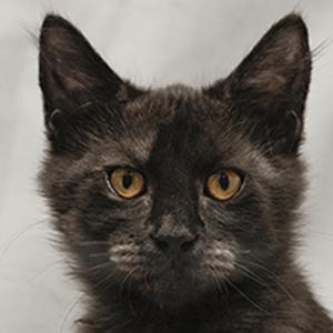 Paxton--ADOPTED