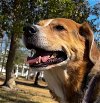 adoptable Dog in cary, nc, NC named Sally