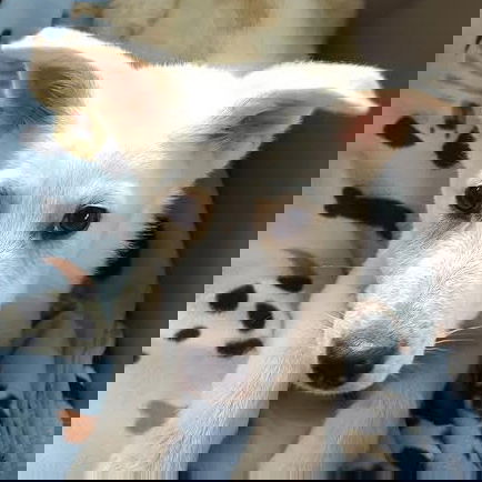 Gator