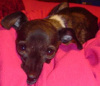 Shilo