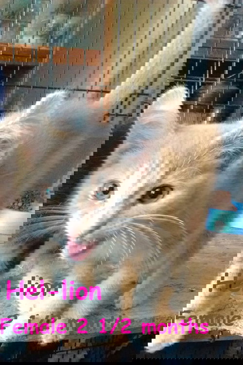 Hellion