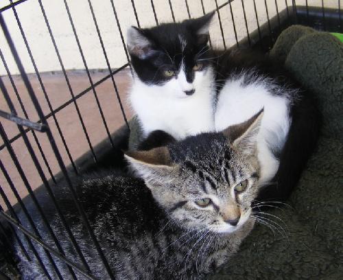 Stripe and Smudge