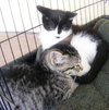 Stripe and Smudge