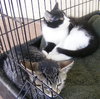Stripe and Smudge