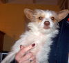 Gizmo