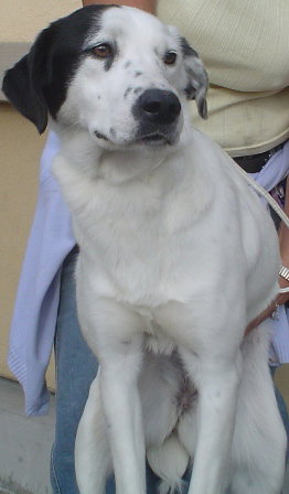 Sophie