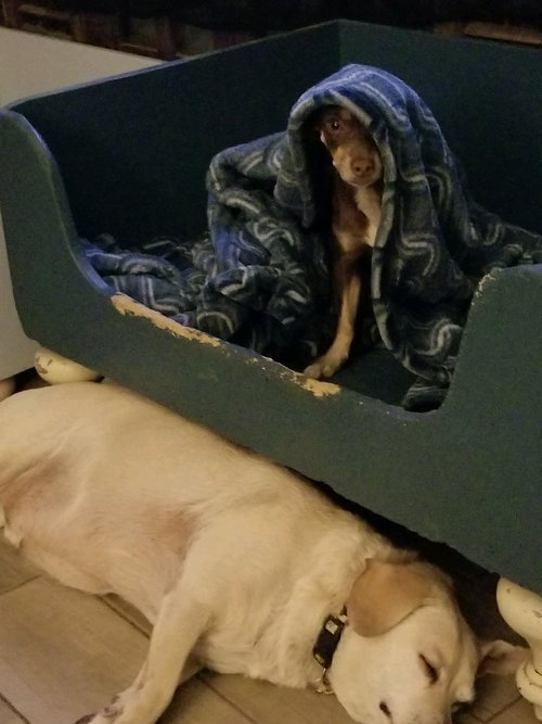 Coco