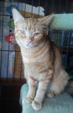 Pippin