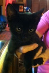 Blackie