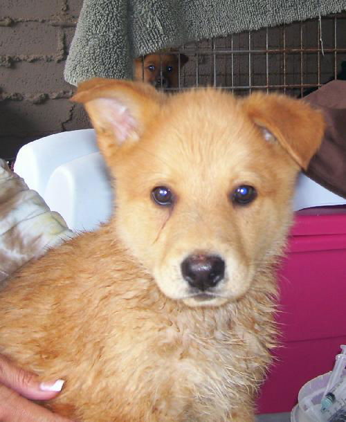 FH -Shepherd/husky pups