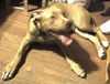 Chico