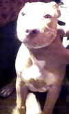 Chico