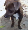 Lolli-pup