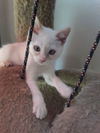 Pippin (Dale)