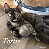 Tortie