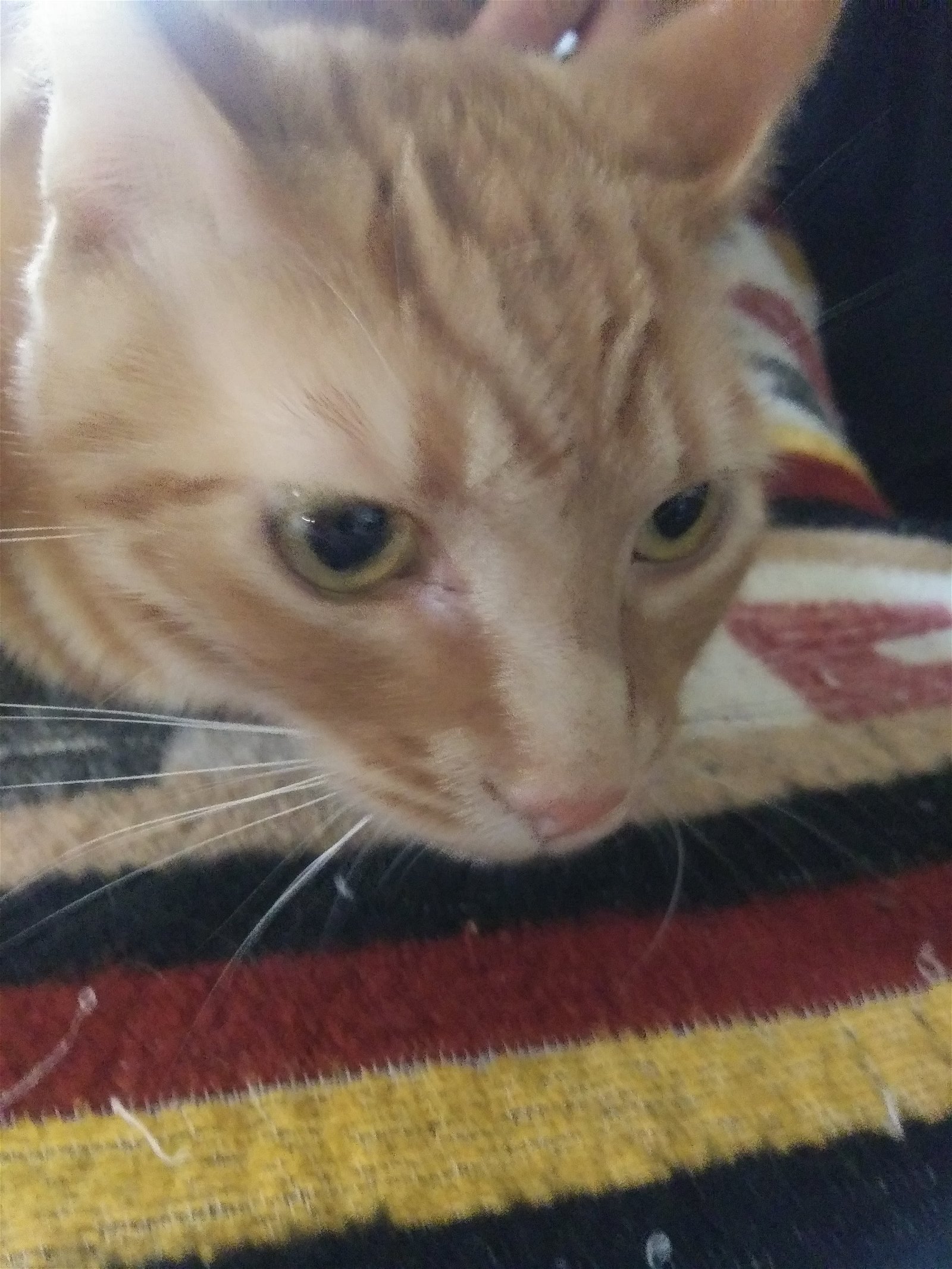 adoptable Cat in Visalia, CA named Babe