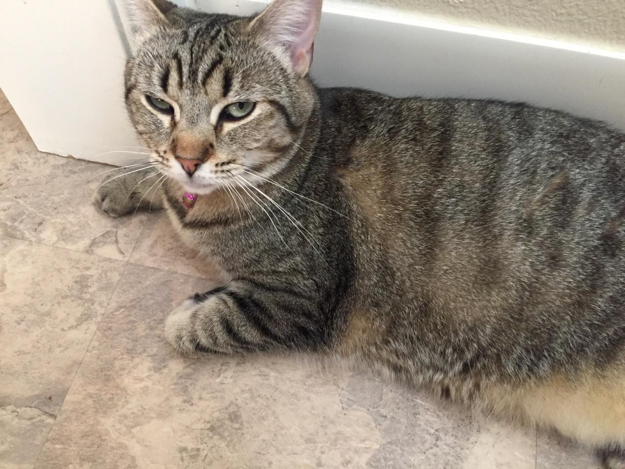 adoptable Cat in Visalia, CA named Daisy