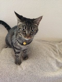 adoptable Cat in Visalia, CA named Daphne