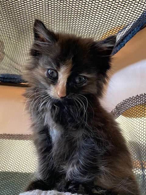 Cleopatra