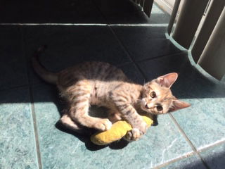 Willow