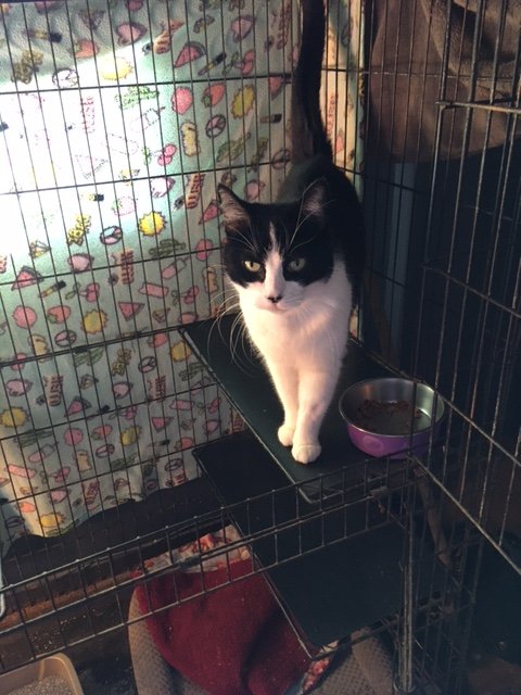 adoptable Cat in Visalia, CA named Cookie