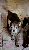 adoptable Dog in visalia, CA named Sister